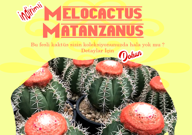 Sukulent Echeveria Perle Von Nurnberg Fiyatlari Ve Ozellikleri